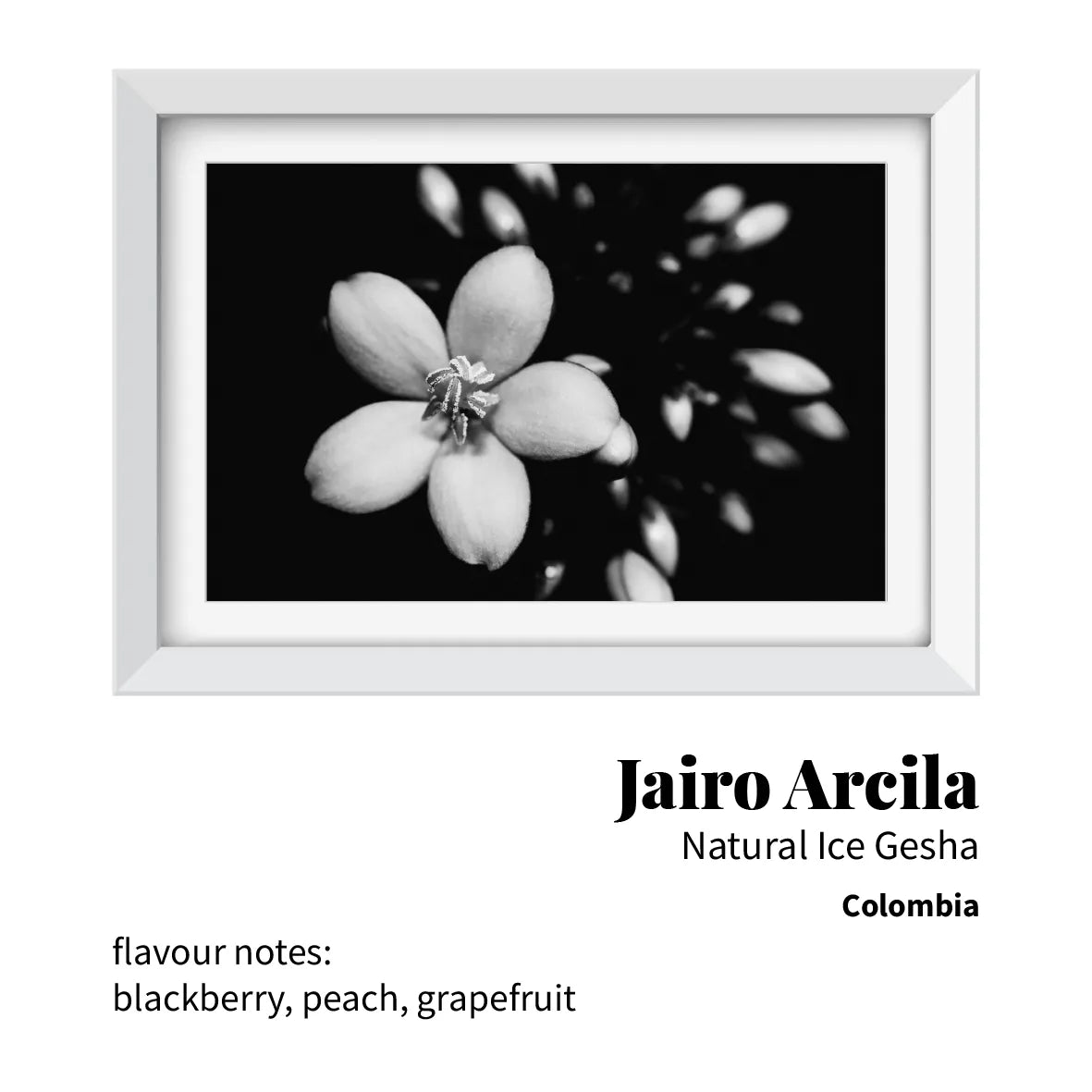 Jairo Arcila Natural Ice Gesha (Colombia)