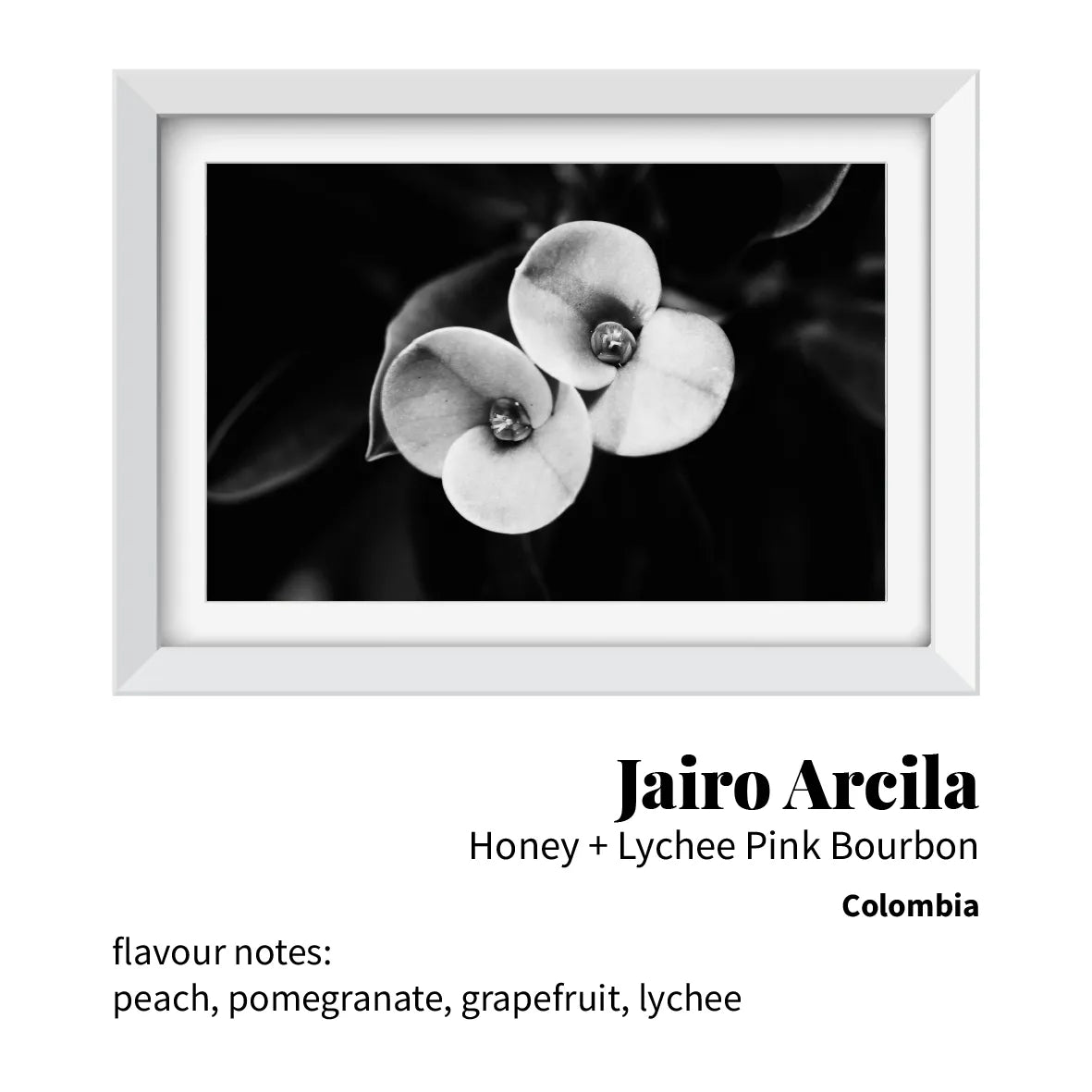 Jairo Arcila Honey + Lychee Pink Bourbon (Colombia)